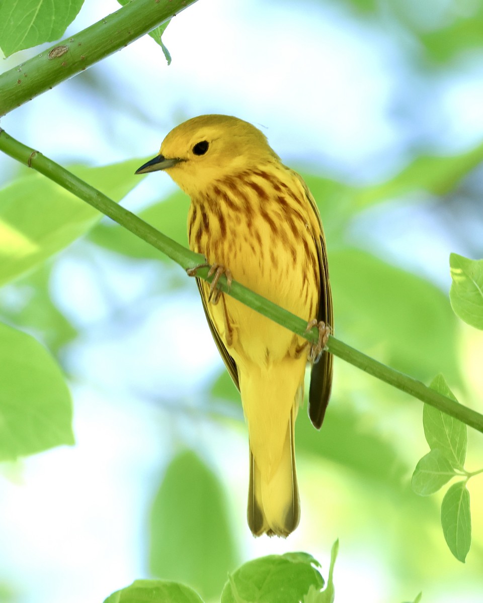 Yellow Warbler - Amy Ondrus