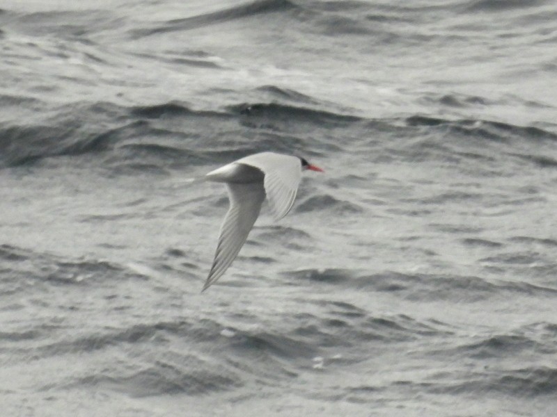 South American Tern - ML619075487