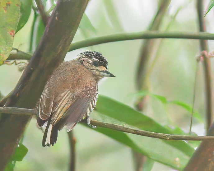 White-barred Piculet - ML619075502