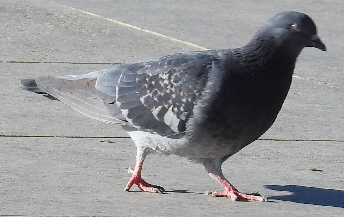 Pigeon des rochers - ML619075509