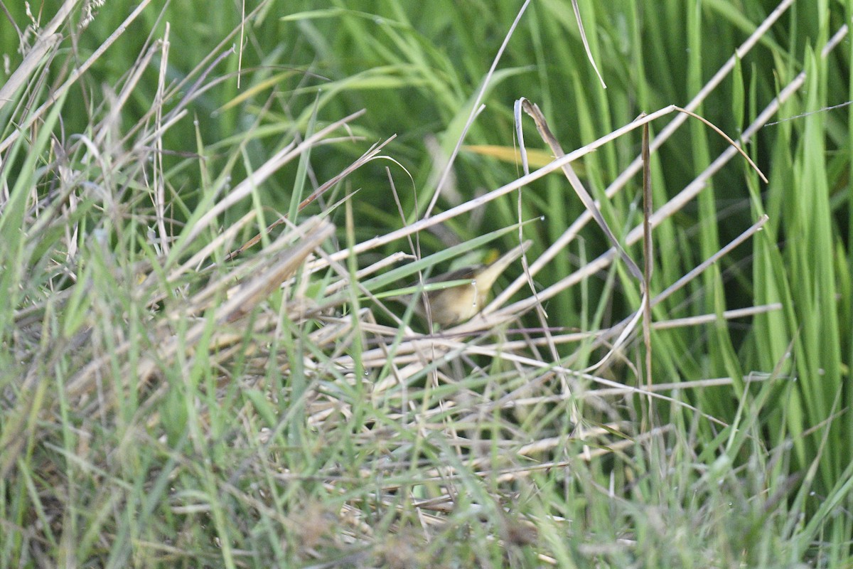 Black-browed Reed Warbler - ML619075524