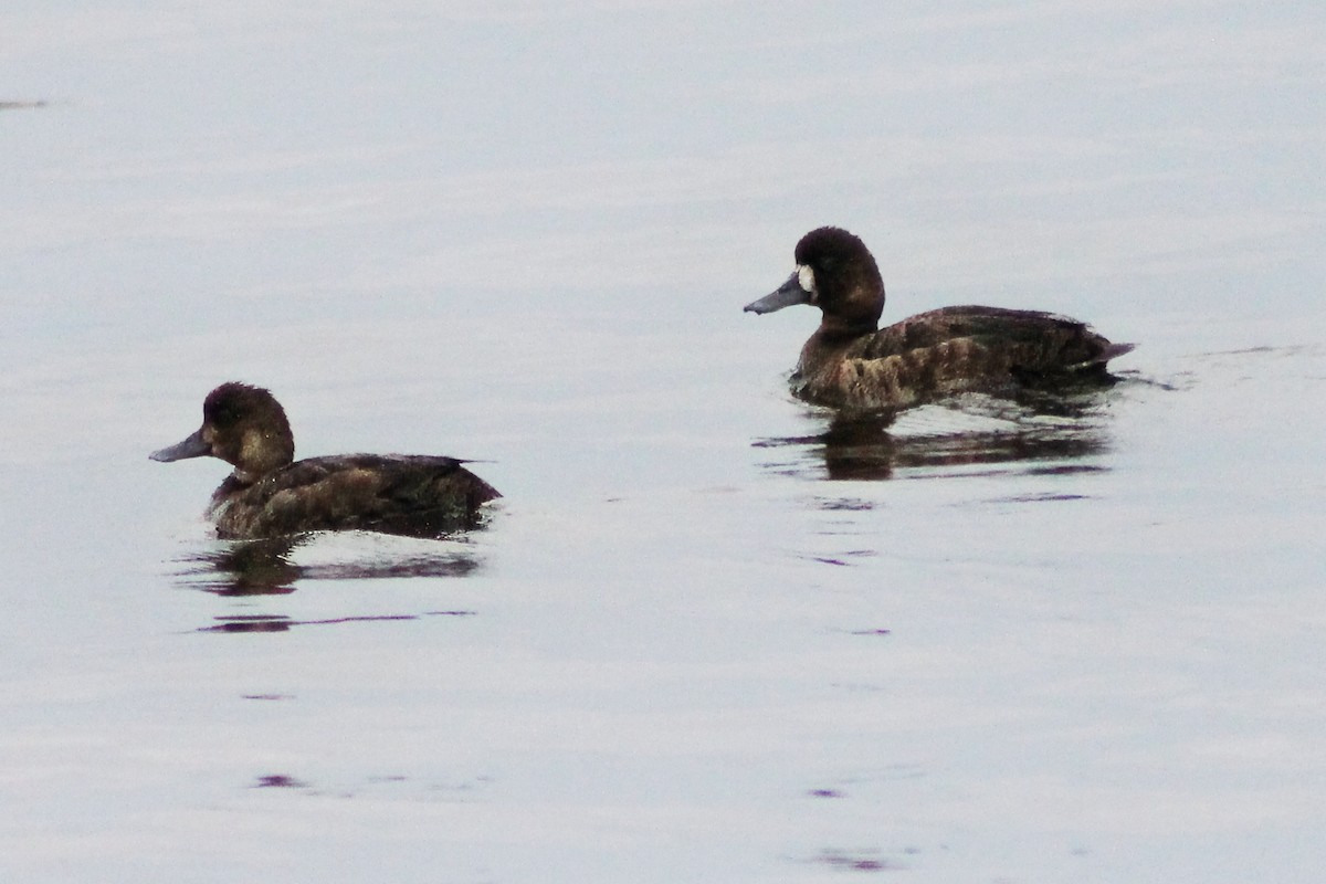 Greater Scaup - ML619075547