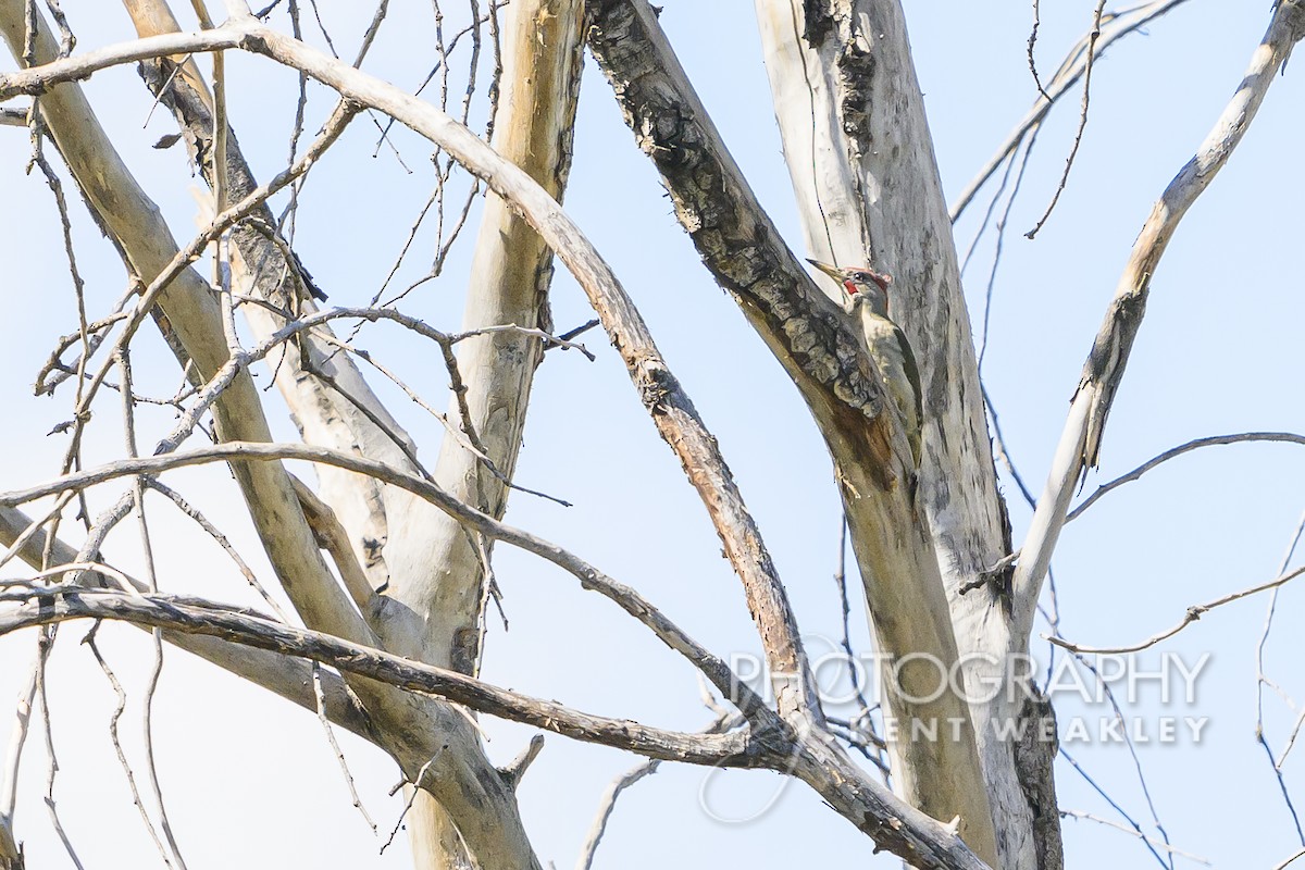 Iberian Green Woodpecker - ML619075550