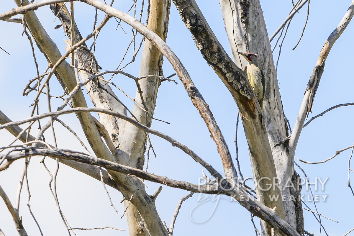 Iberian Green Woodpecker - ML619075551