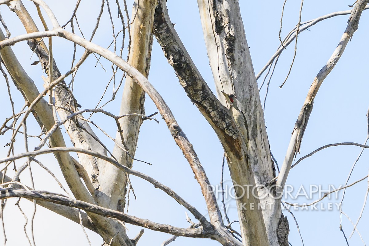 Iberian Green Woodpecker - ML619075552