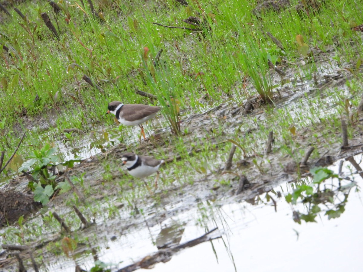 Semipalmated Plover - ML619075600