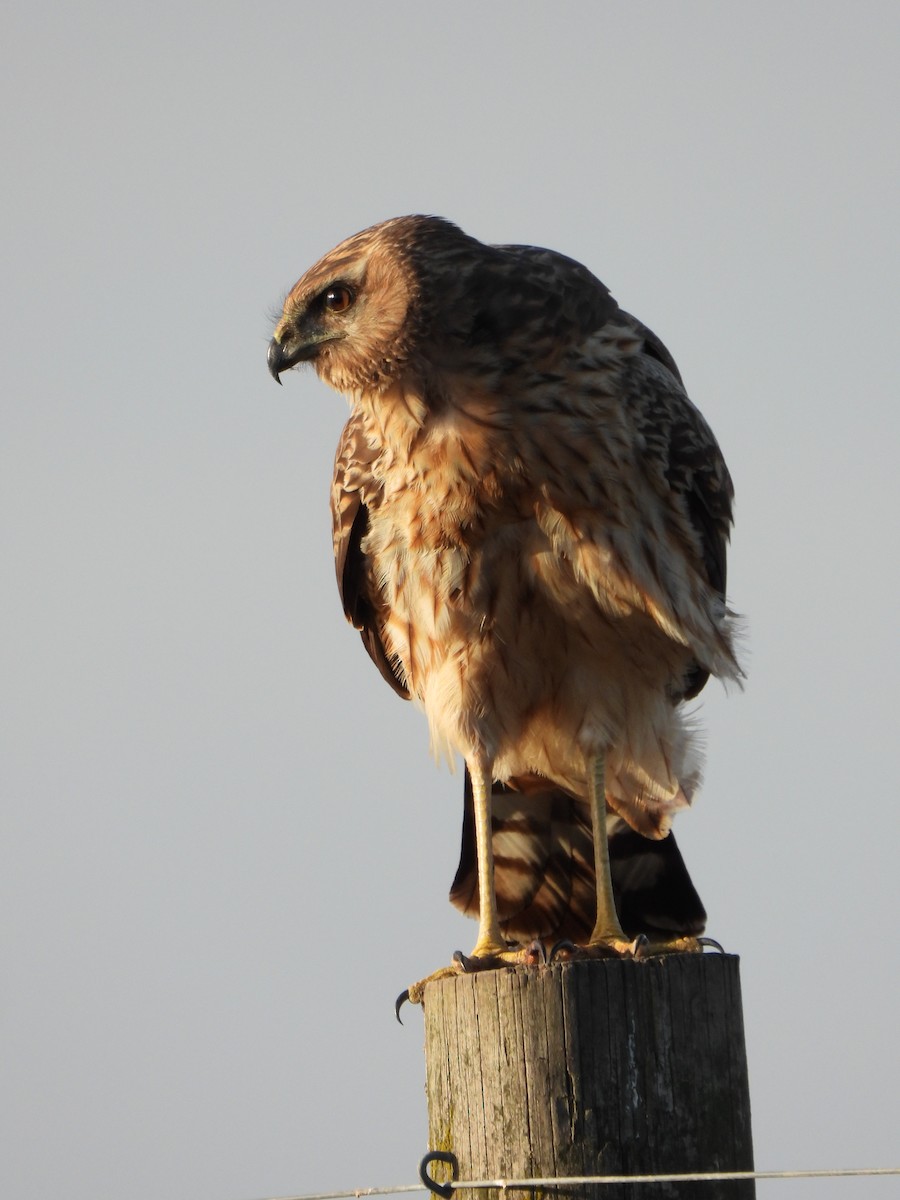 Spotted Harrier - ML619075629