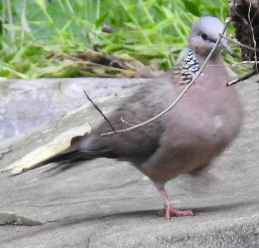 Spotted Dove - ML619075646