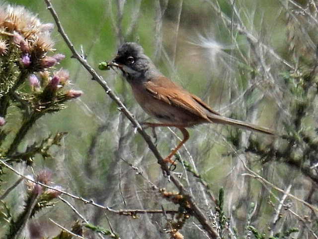 Spectacled Warbler - ML619075655