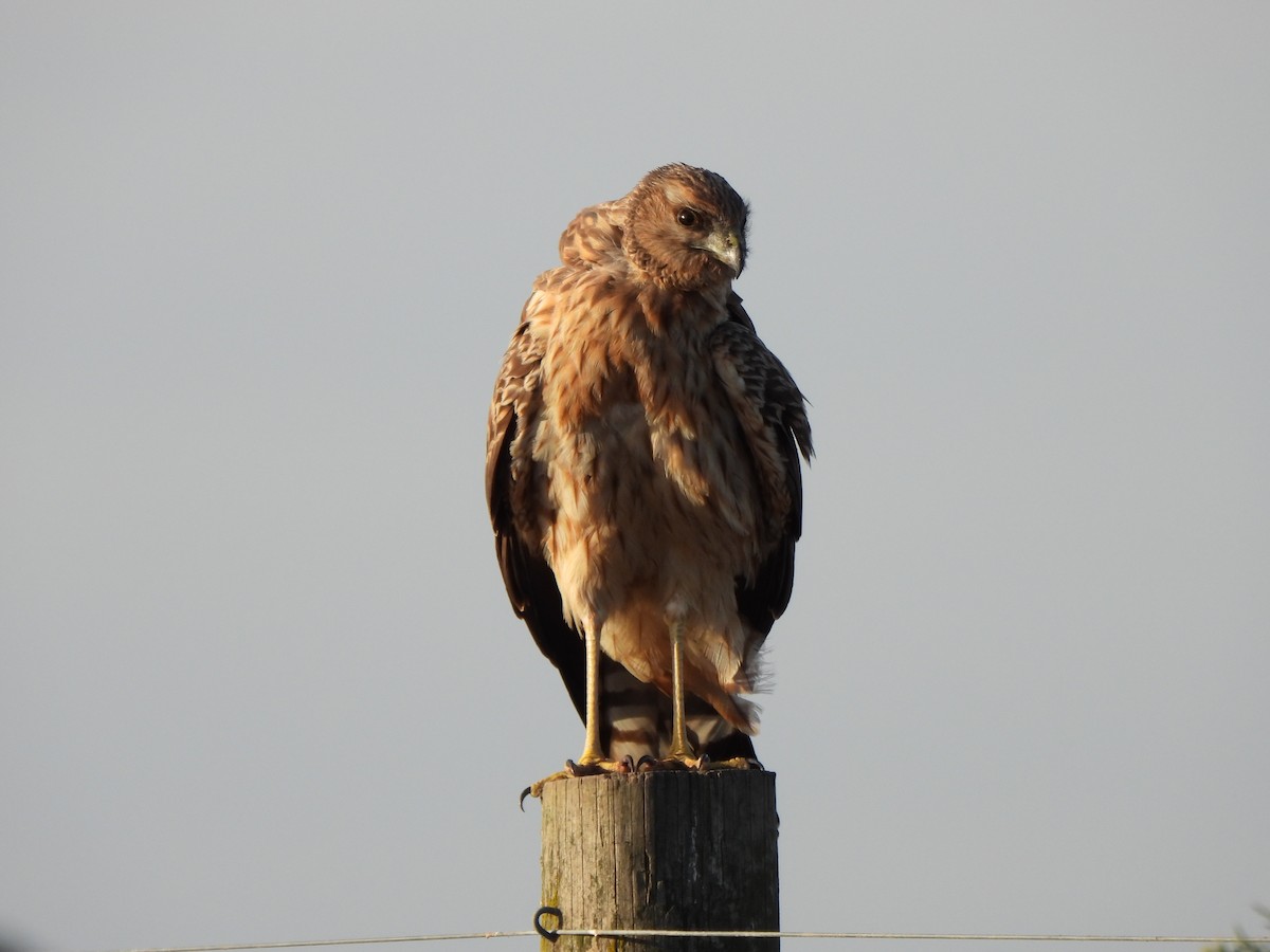 Spotted Harrier - ML619075669