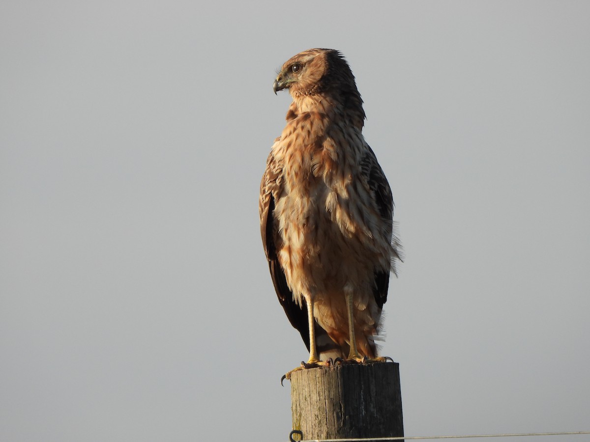 Spotted Harrier - ML619075679