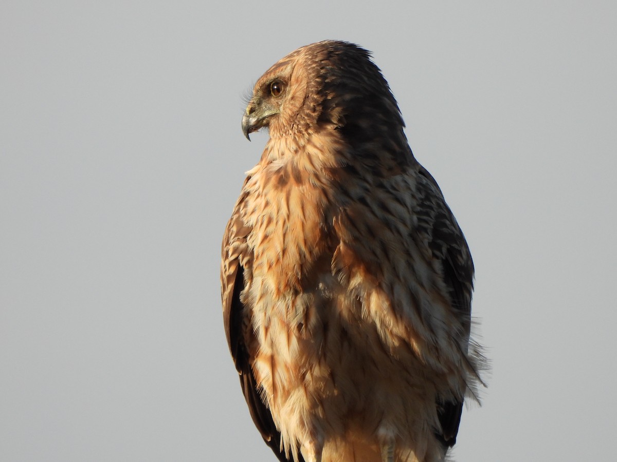 Spotted Harrier - ML619075690