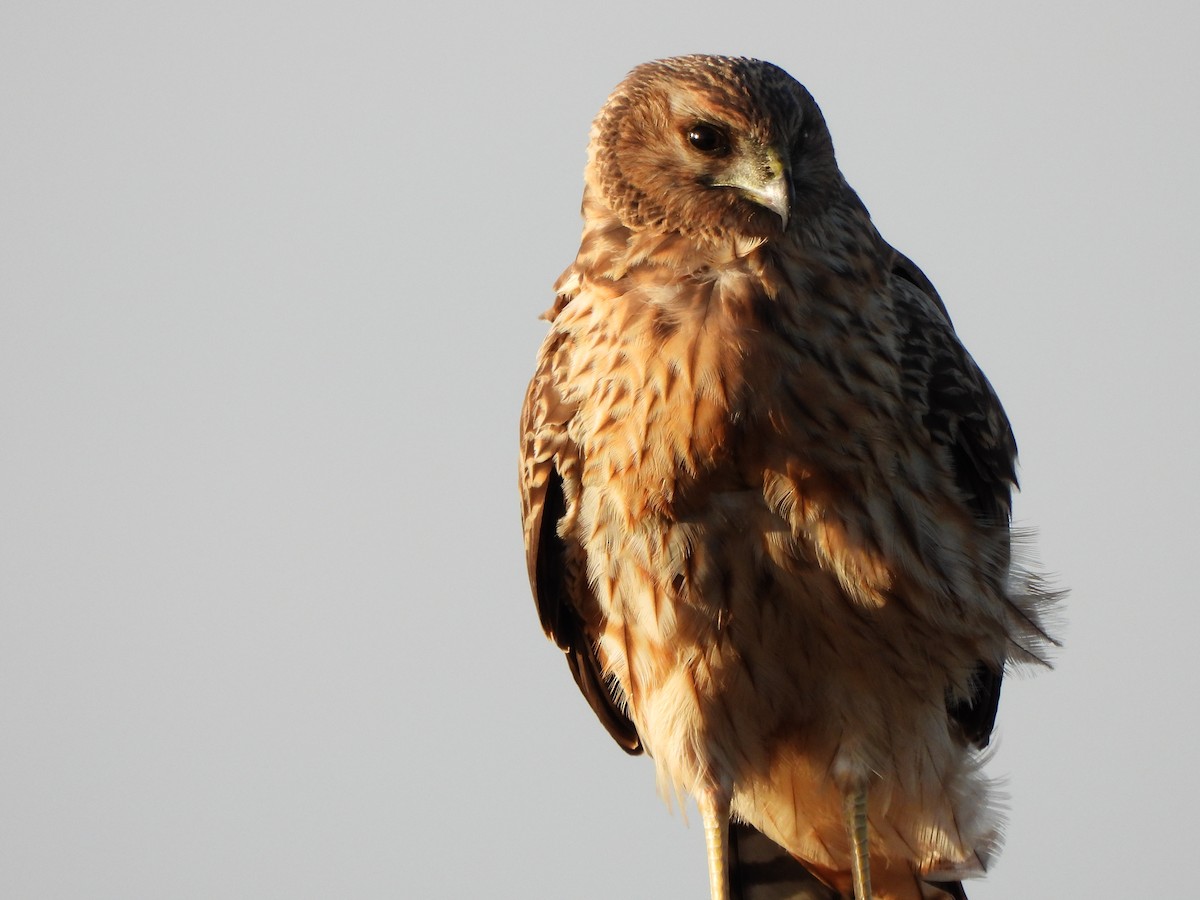Spotted Harrier - ML619075703