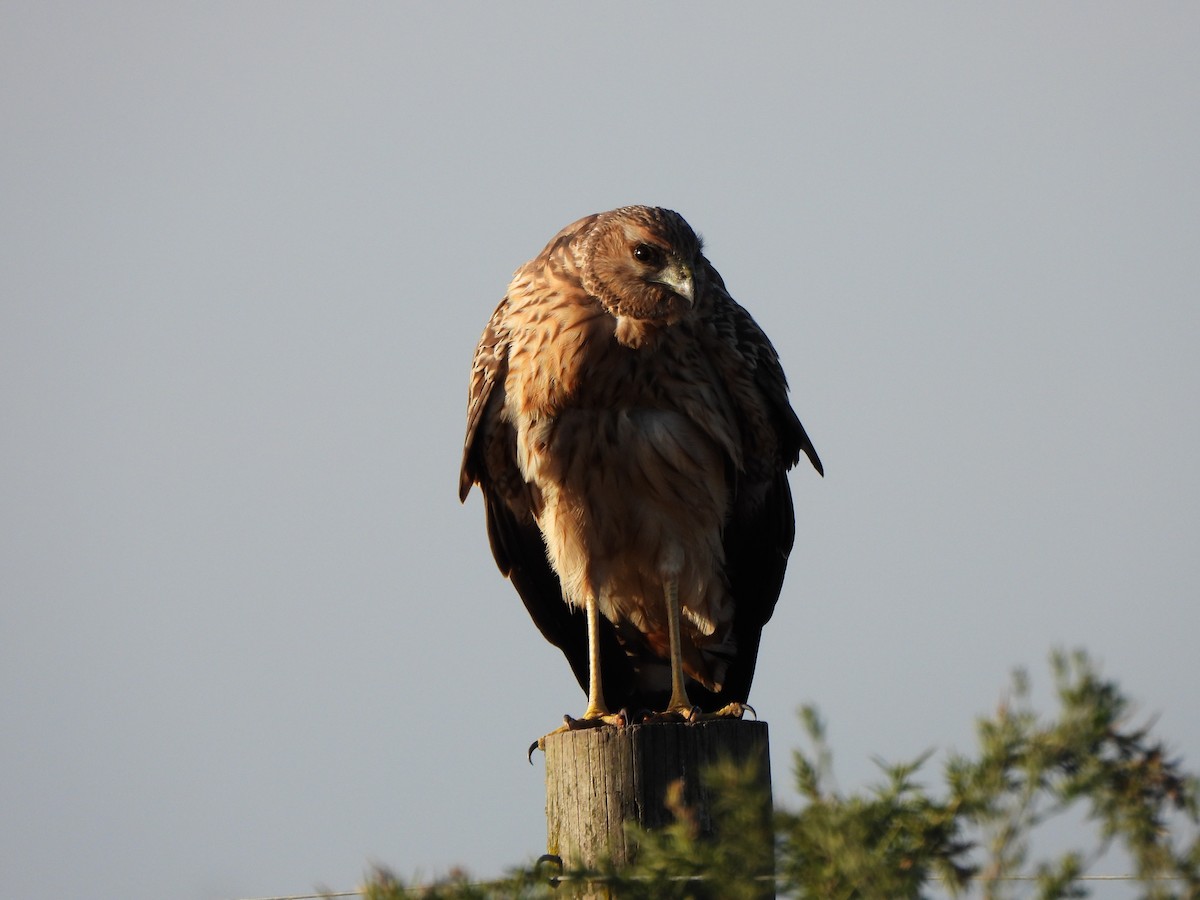 Spotted Harrier - ML619075725