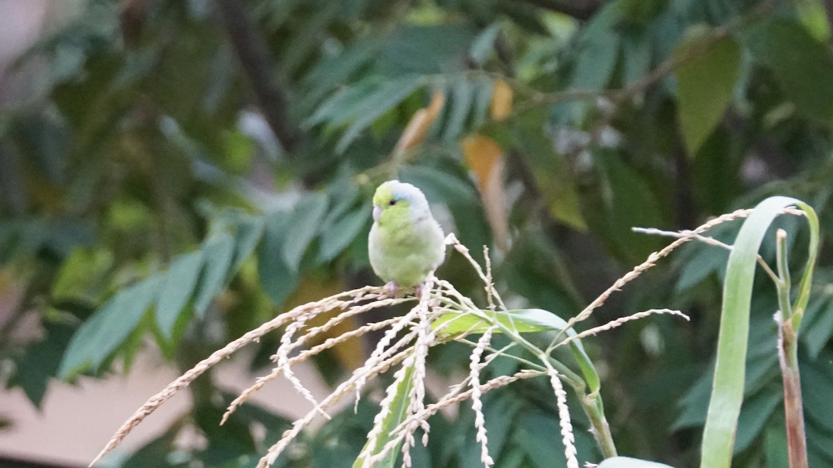 Папуга-горобець еквадорський - ML619075738