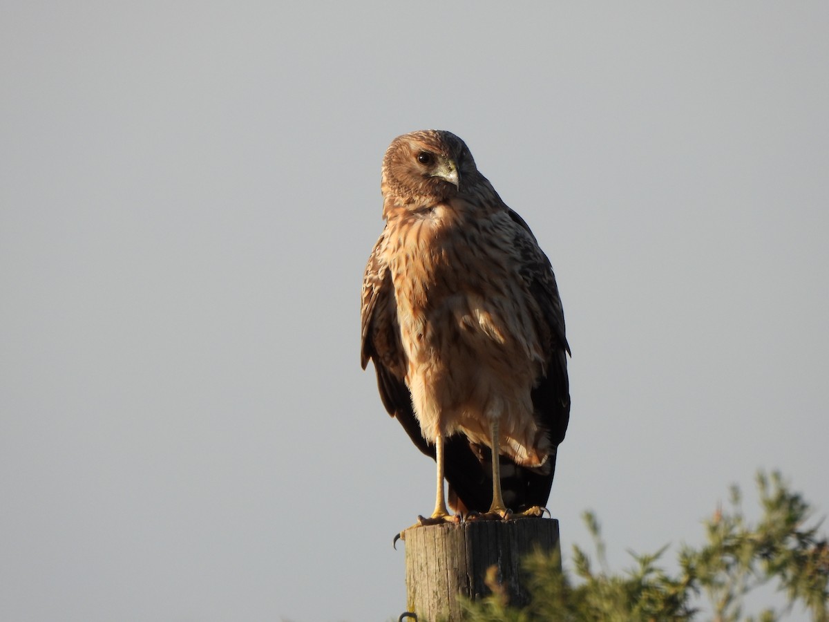 Spotted Harrier - ML619075768