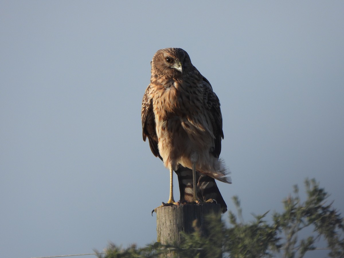 Spotted Harrier - ML619075789