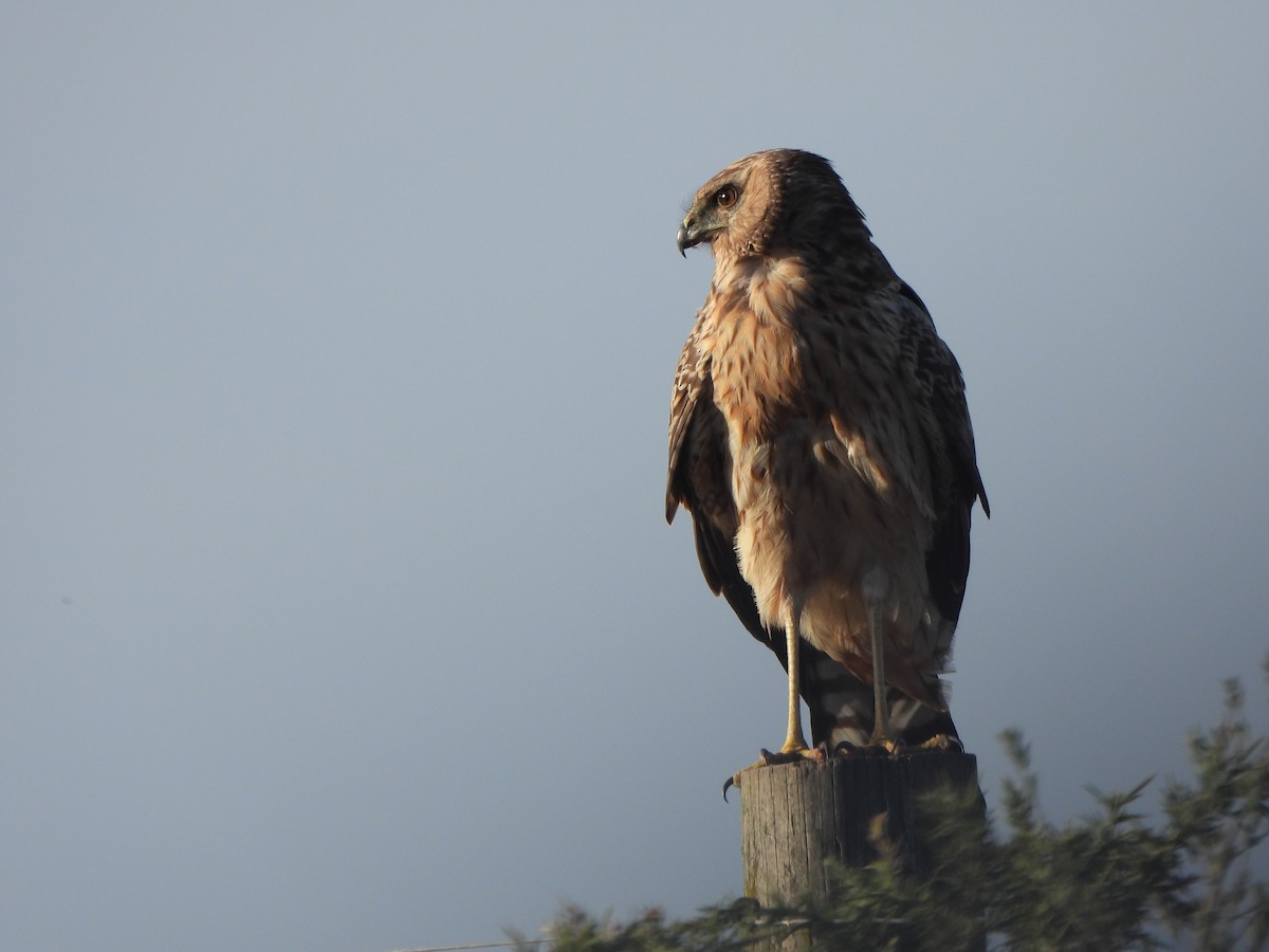 Spotted Harrier - ML619075804