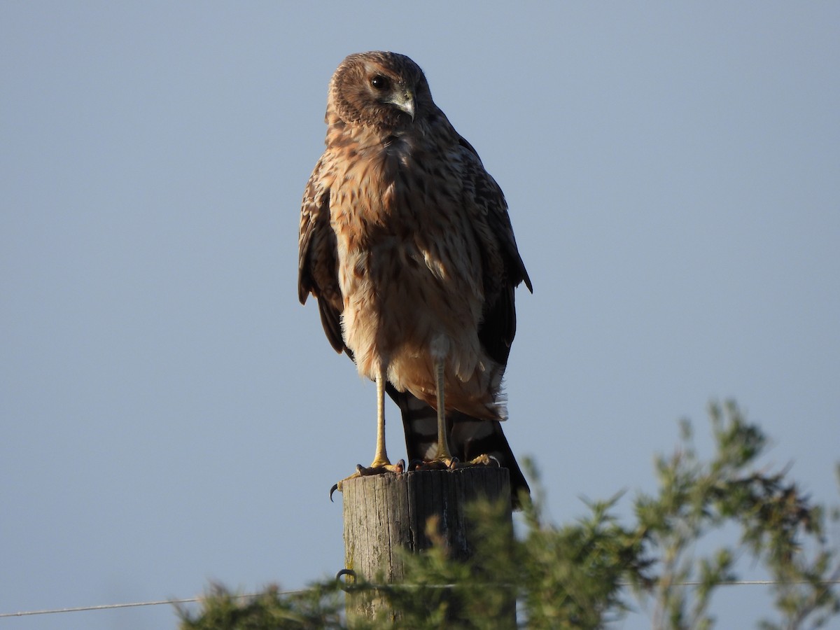 Spotted Harrier - ML619075830