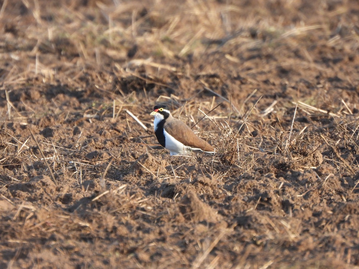 Banded Lapwing - ML619075904