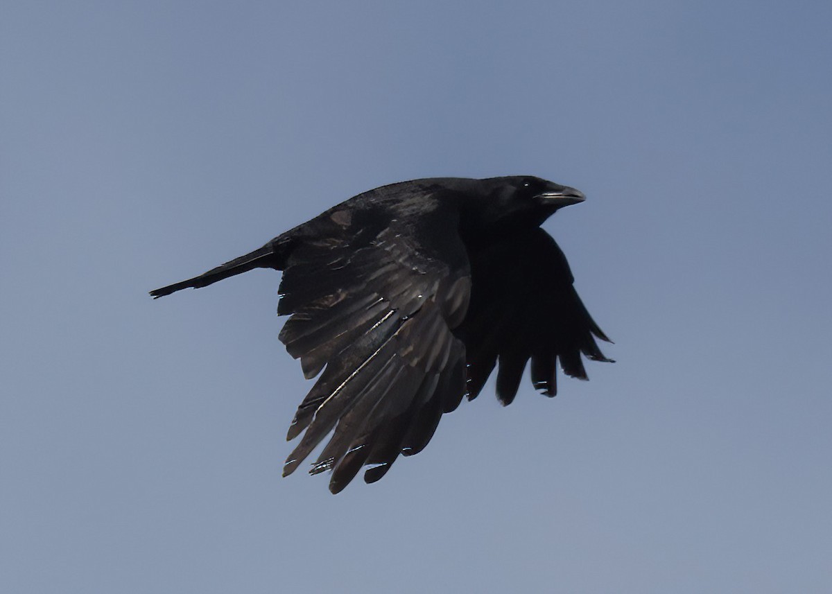 American Crow - ML619075908
