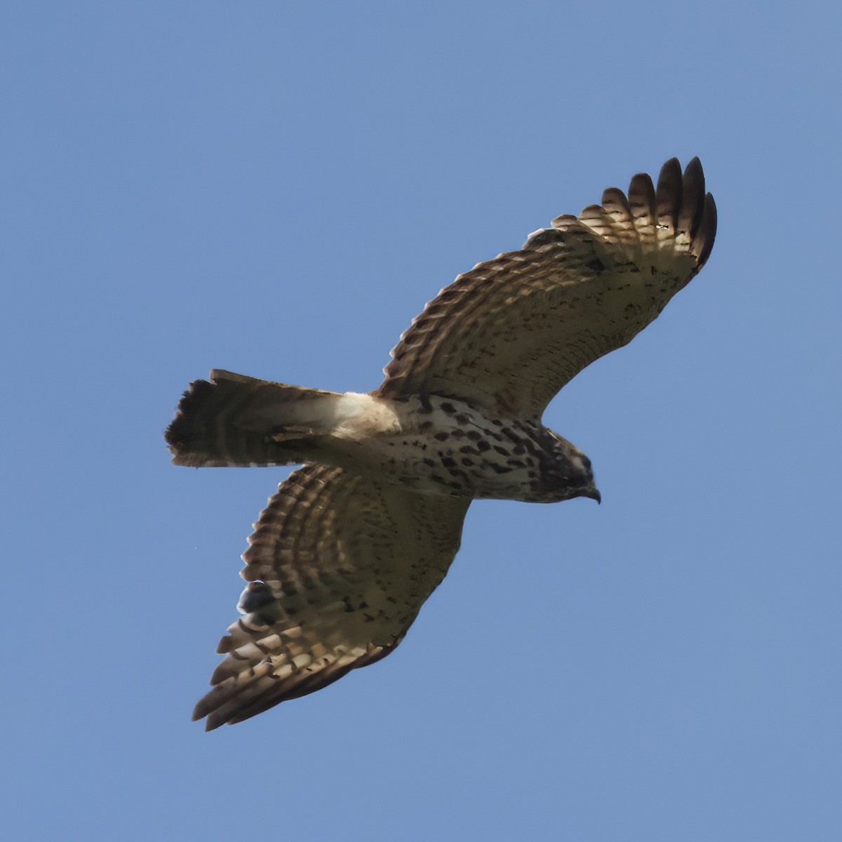 Red-shouldered Hawk (lineatus Group) - ML619075910