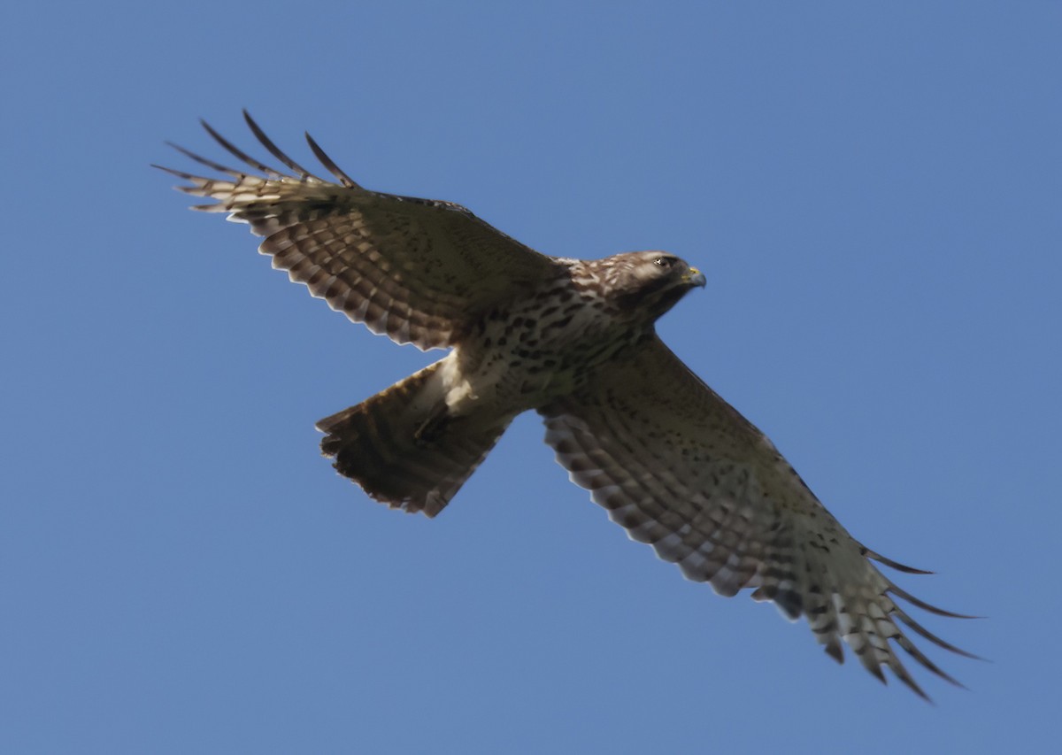 Red-shouldered Hawk (lineatus Group) - ML619075911