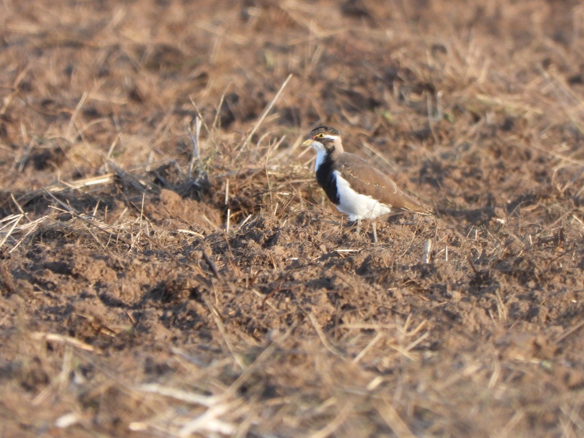 Banded Lapwing - ML619075918