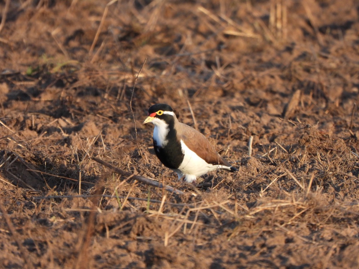 Banded Lapwing - ML619075937