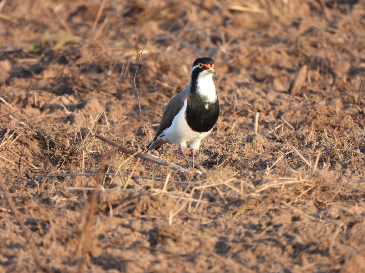 Banded Lapwing - ML619075944