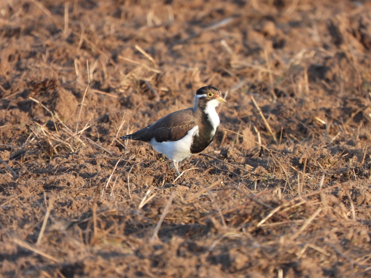 Banded Lapwing - ML619075954