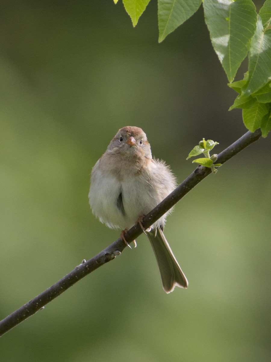 Field Sparrow - ML619075961