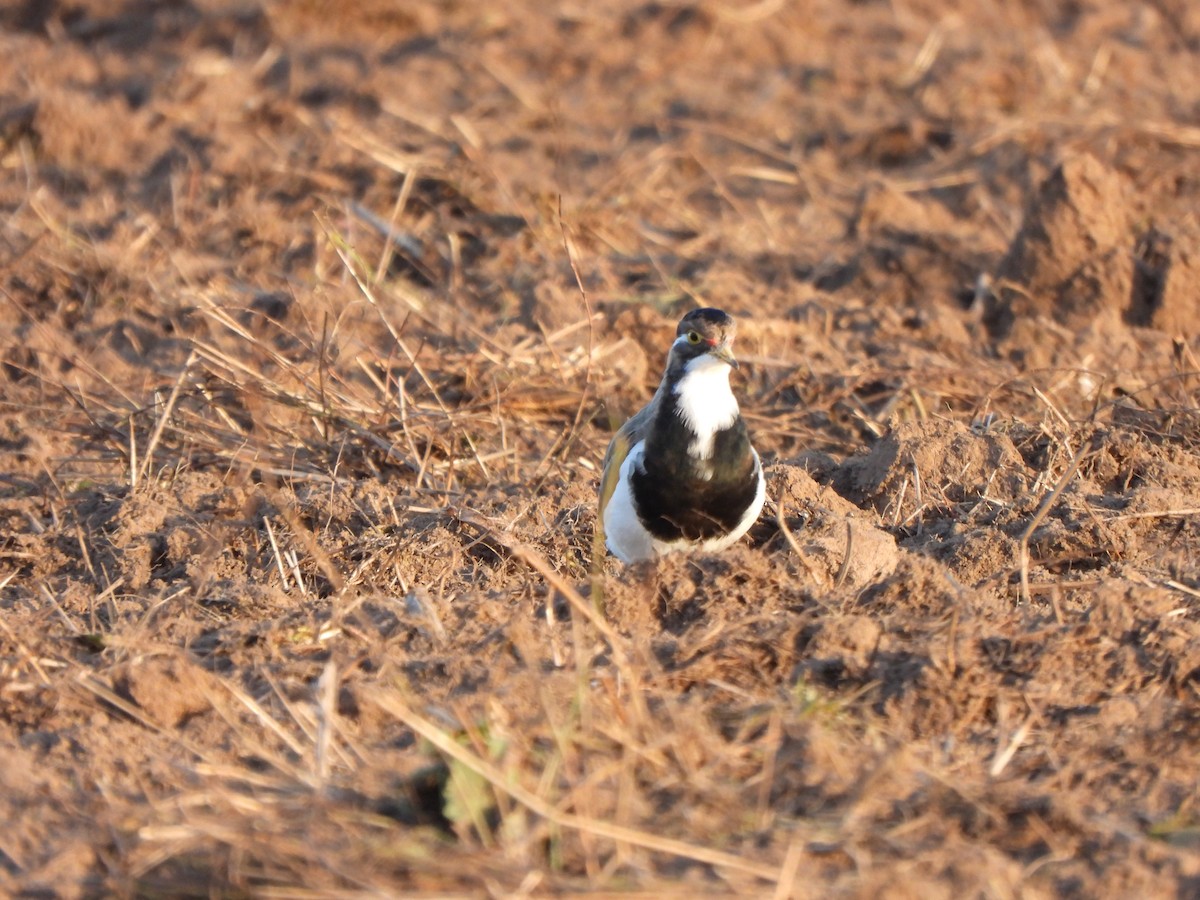 Banded Lapwing - ML619075971