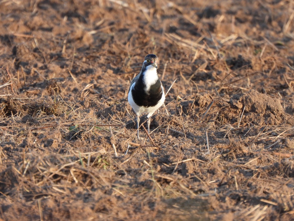 Banded Lapwing - ML619075999