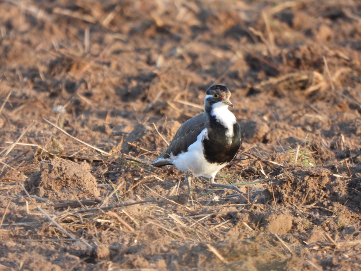 Banded Lapwing - ML619076012