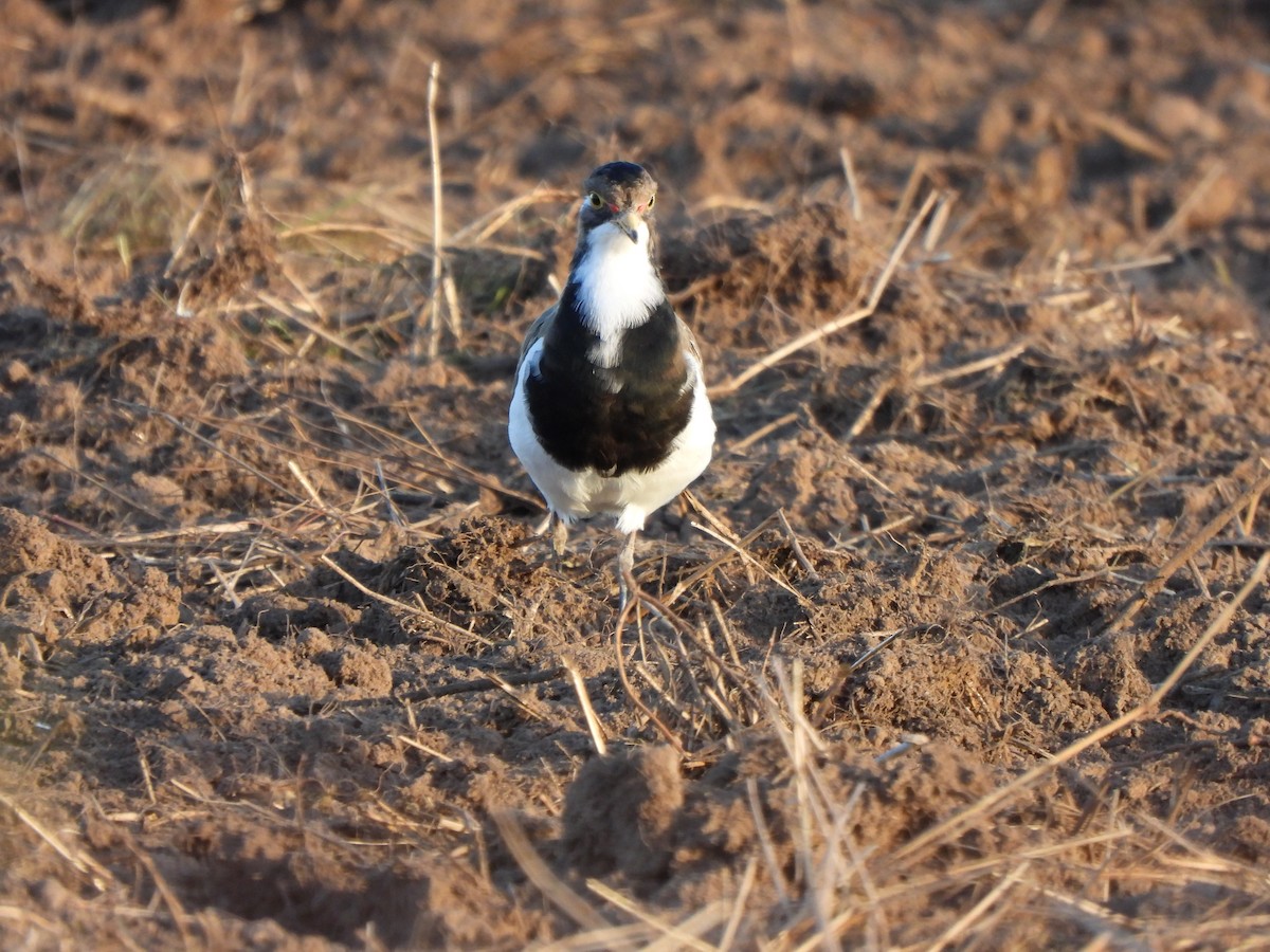 Banded Lapwing - ML619076024