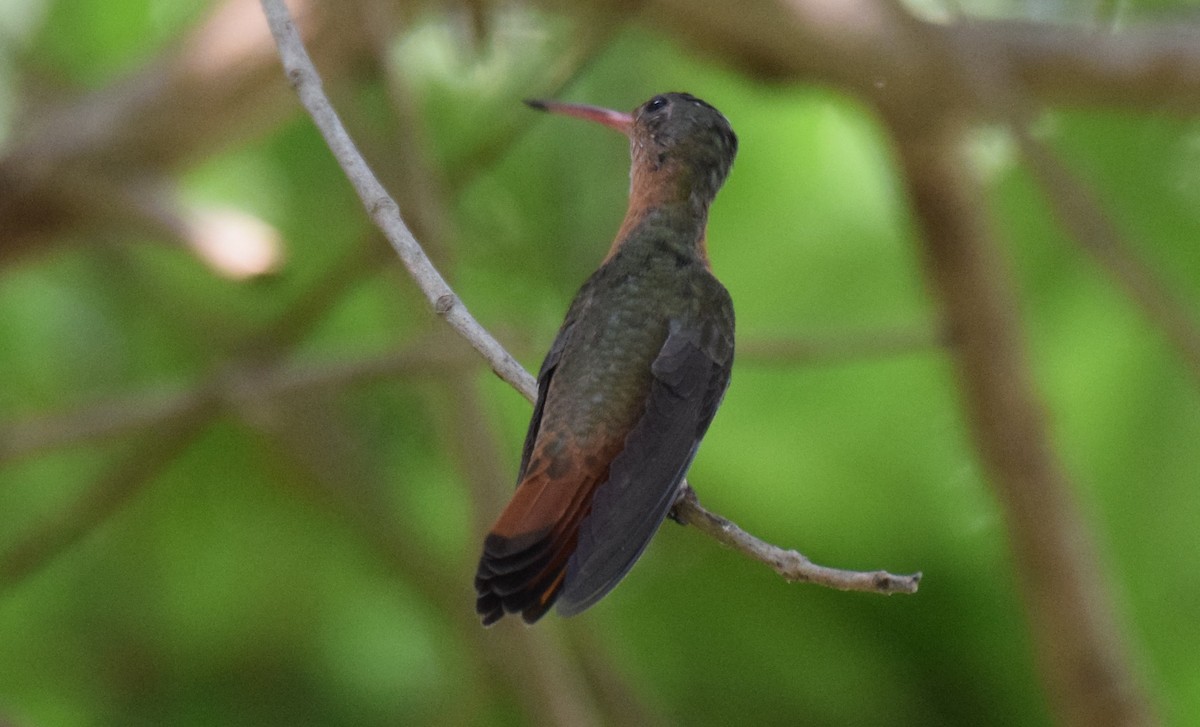 kolibřík ryšavý - ML619076026
