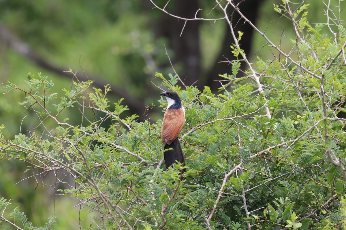 White-browed Coucal (Burchell's) - ML619076027