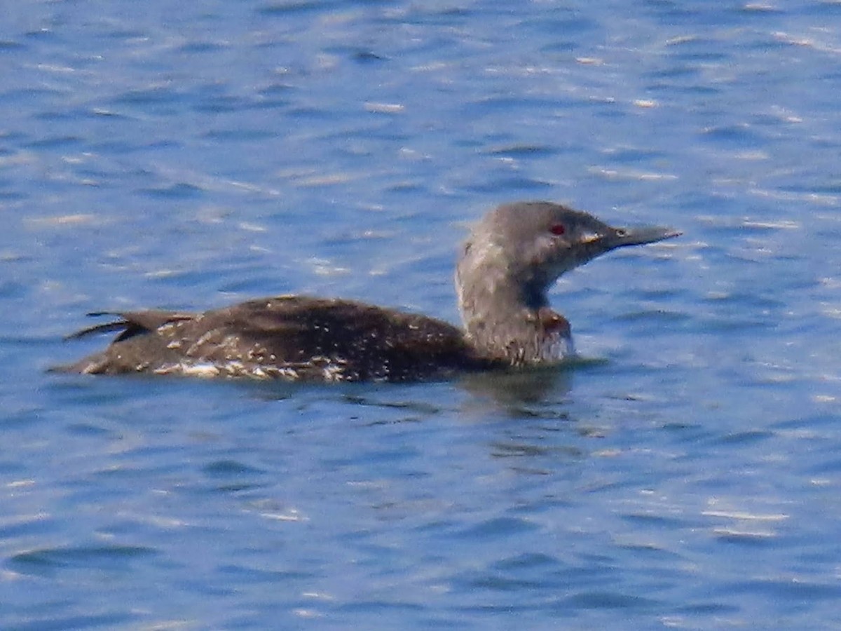 Red-throated Loon - ML619076028