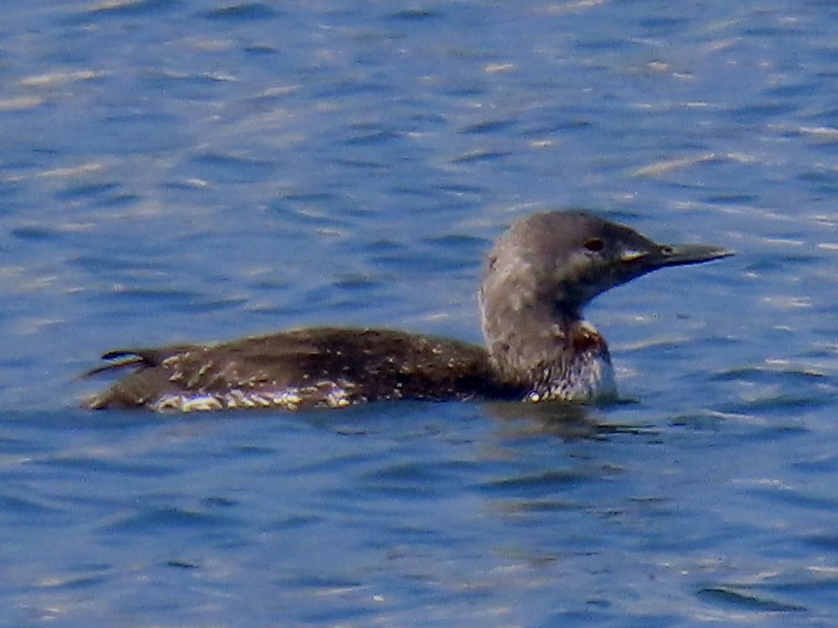 Red-throated Loon - ML619076032