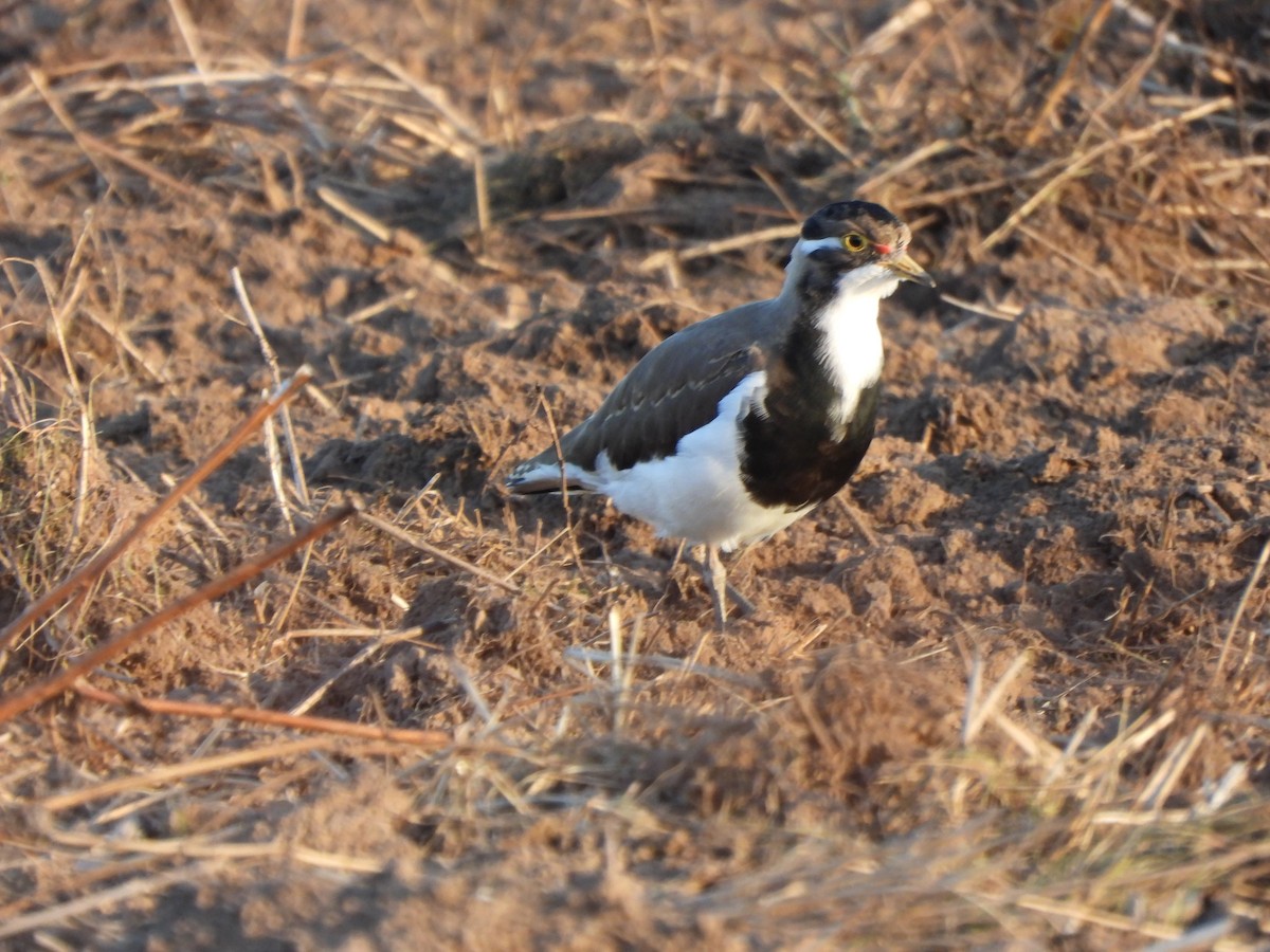 Banded Lapwing - ML619076035