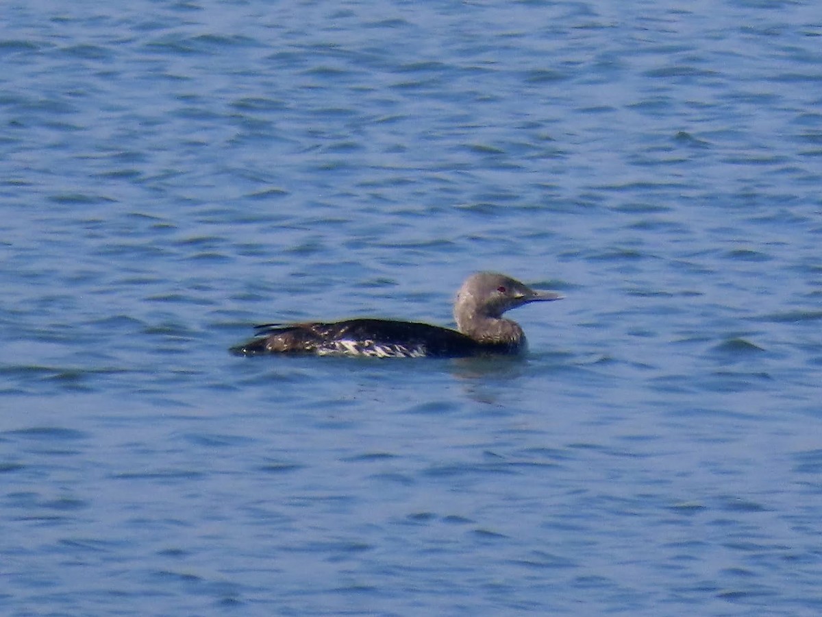 Red-throated Loon - ML619076037