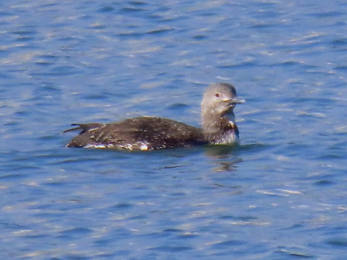Red-throated Loon - ML619076038