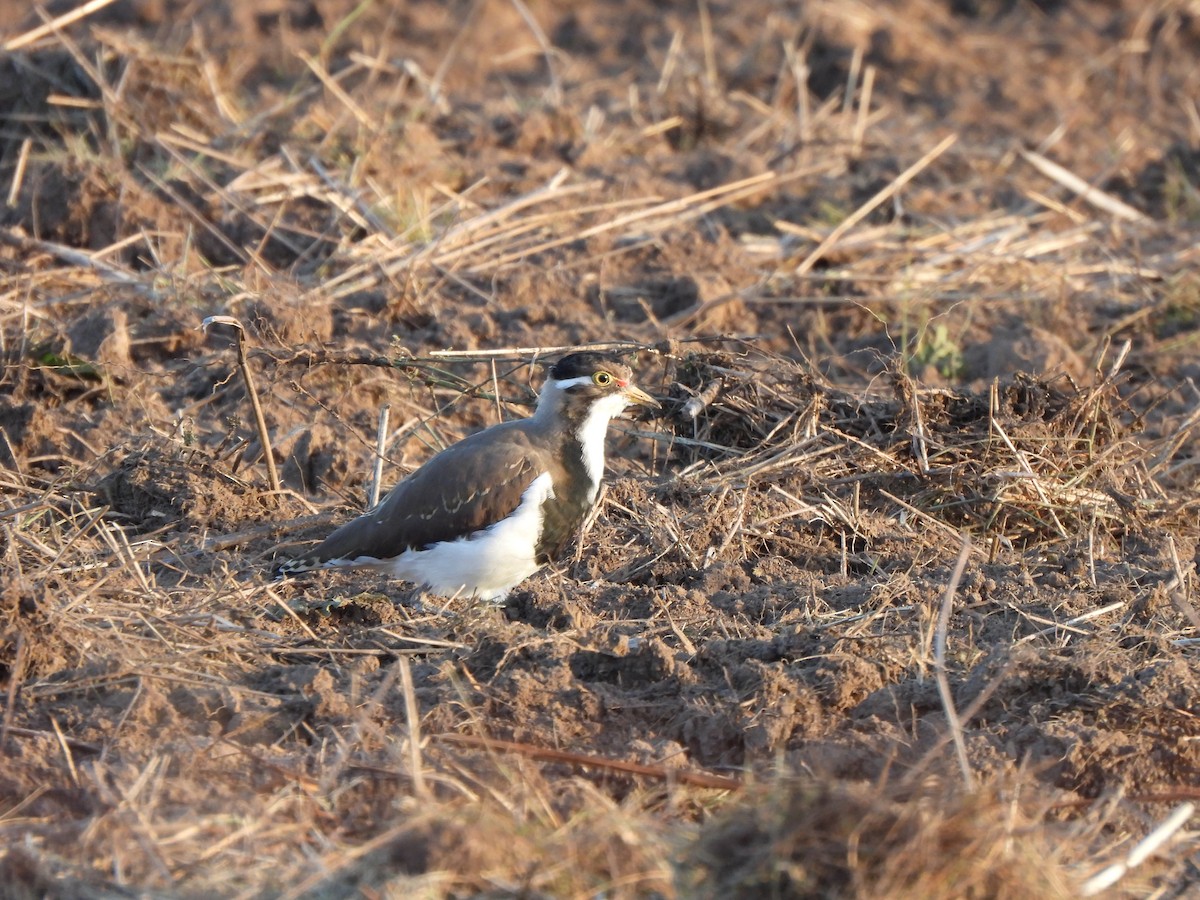 Banded Lapwing - ML619076048