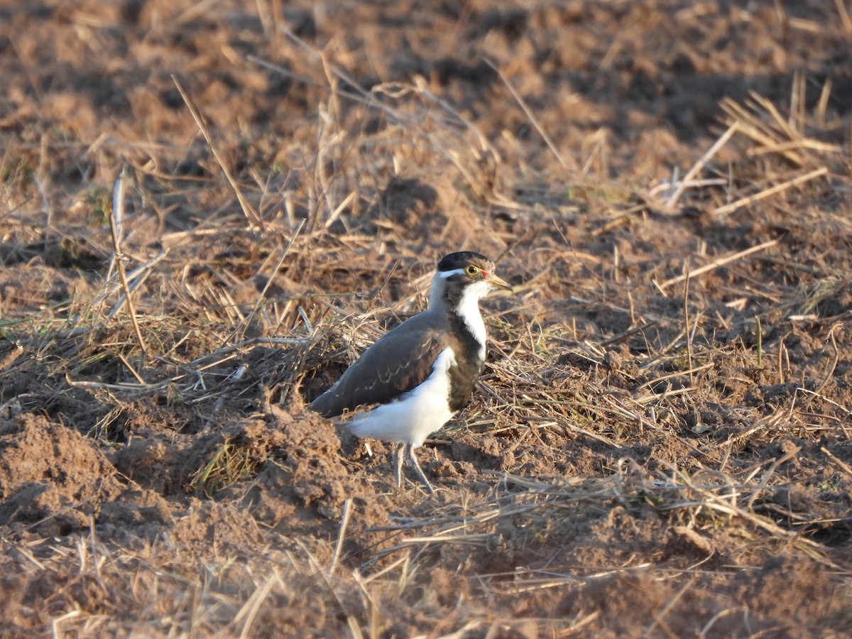Banded Lapwing - ML619076056