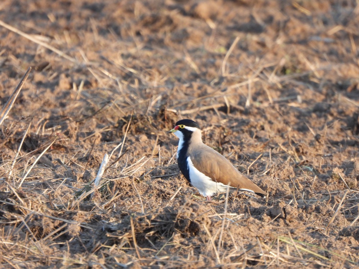 Banded Lapwing - ML619076070