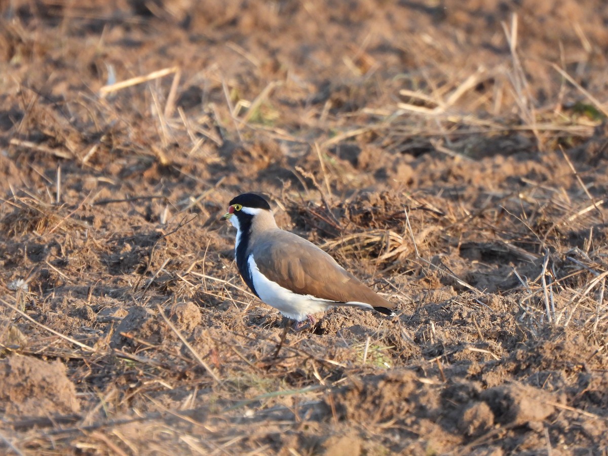 Banded Lapwing - ML619076082