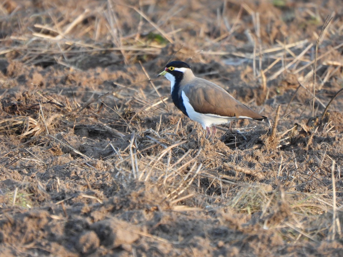 Banded Lapwing - ML619076097