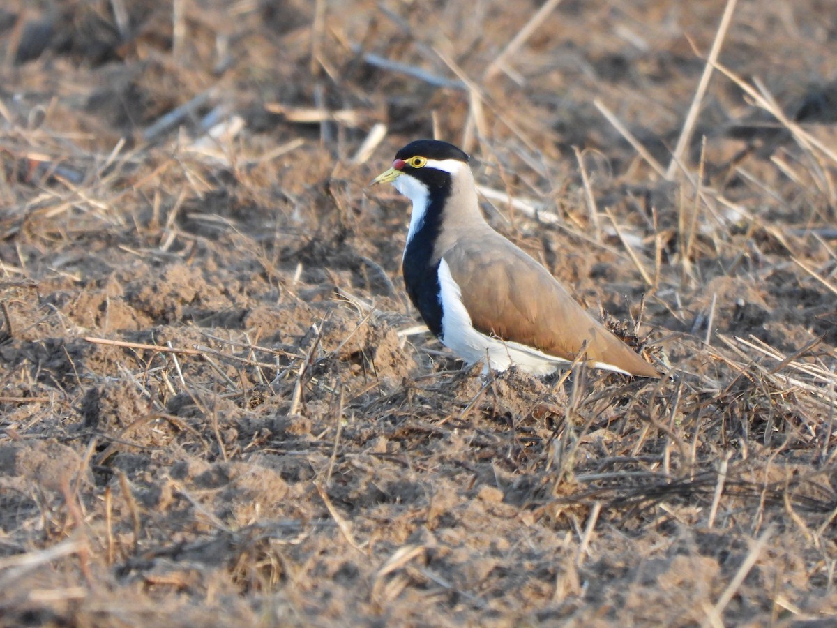 Banded Lapwing - ML619076103