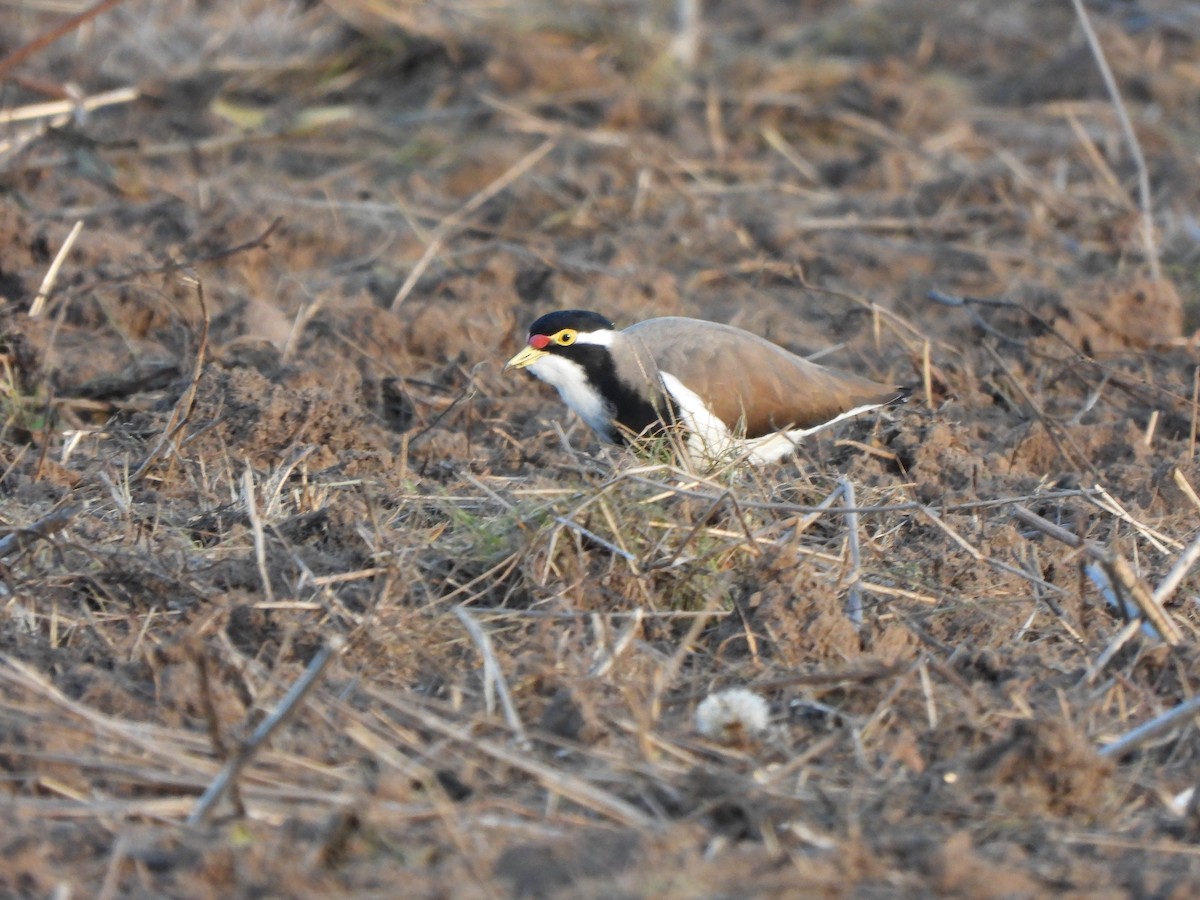 Banded Lapwing - ML619076128
